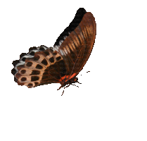 butterfly-animation-22.gif