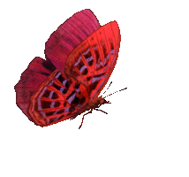 butterfly-animation-34.gif