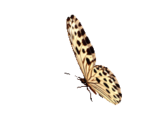 butterfly-animation-103.gif