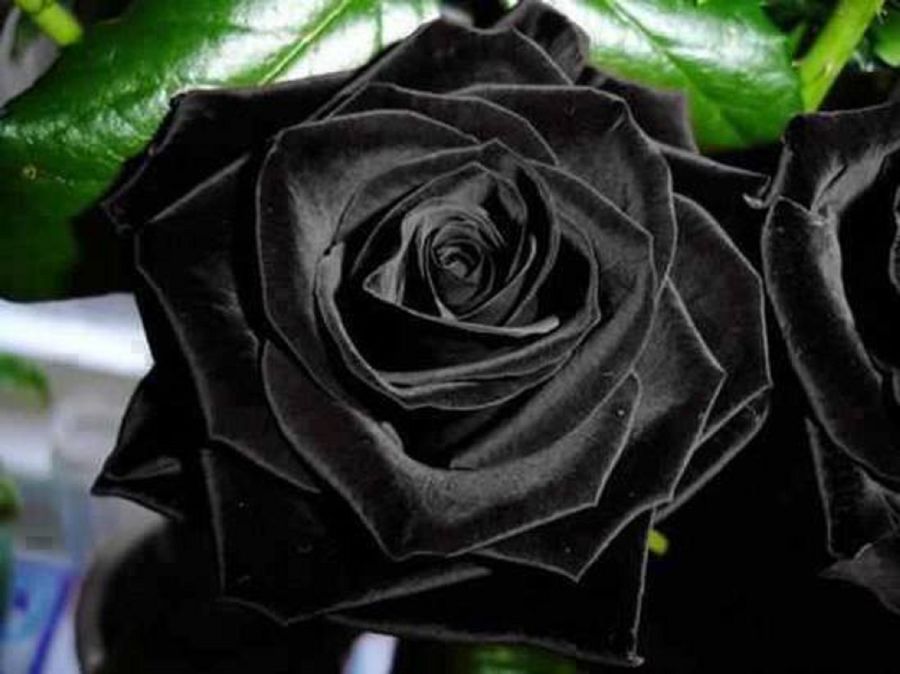 Black-Rose-1.jpg