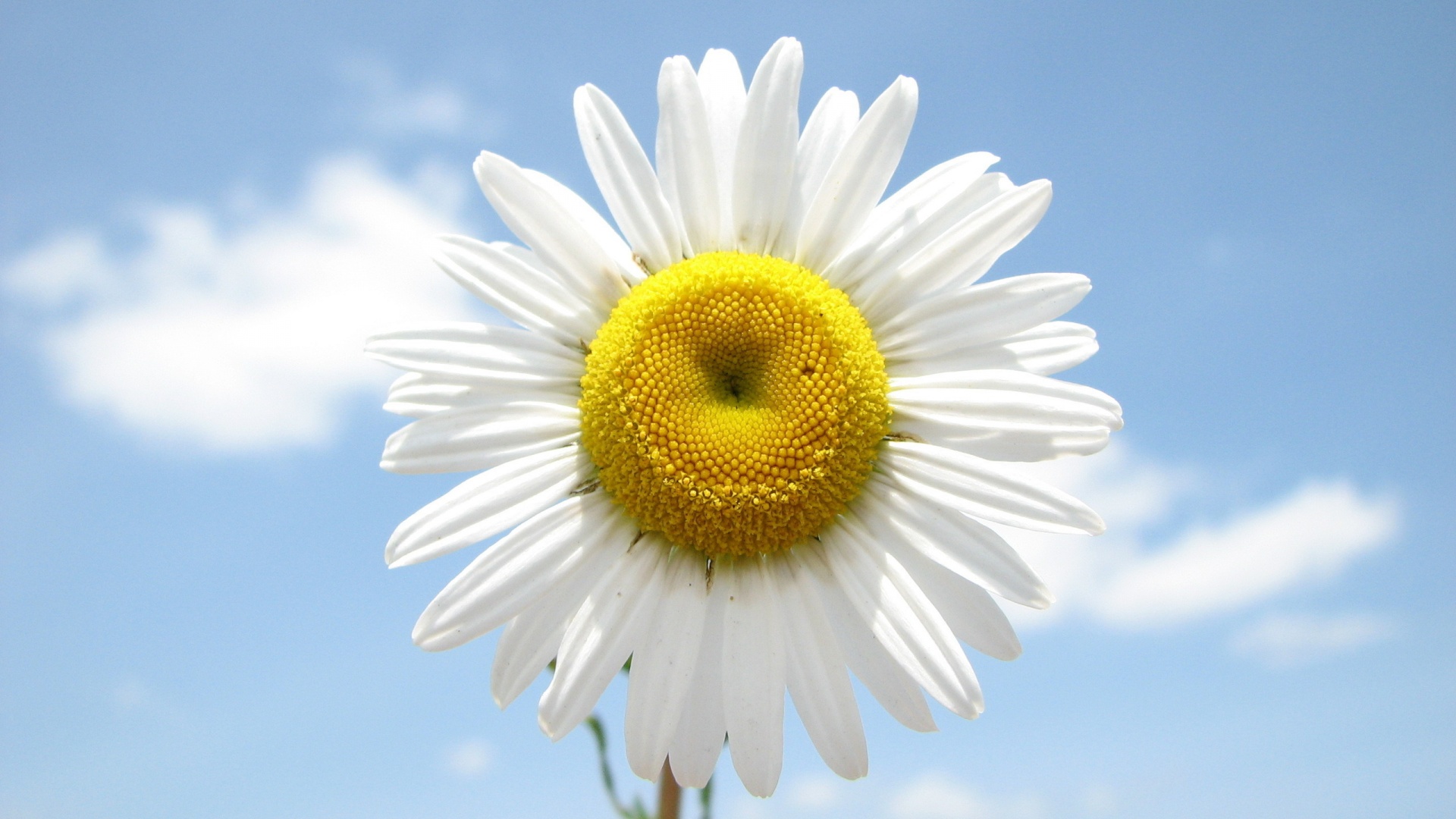 daisy-flower-images-free.jpg
