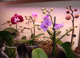 DSCОрхидея.JPG