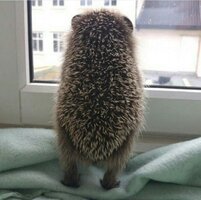 В ожидании чуда.jpg