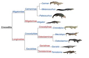 Эволюция крокодилов.jpg
