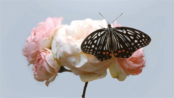 butterfly-animation-27.gif