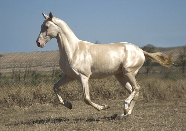 Akhal-teke_7.jpg