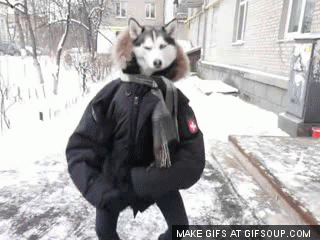 dancing-wolf-in-a-suit-o_zps3032628b.gif