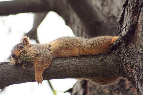the_laziest_squirrels_640_10.jpg