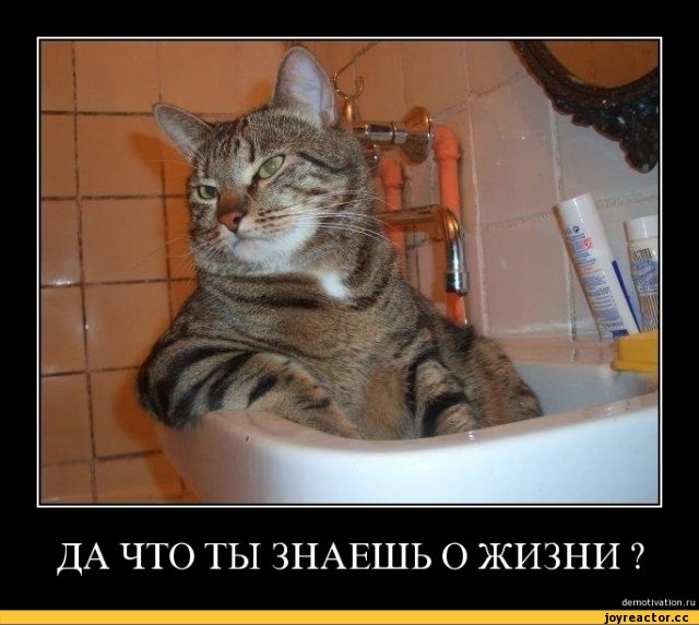 котэ-демотиваторы-1266.jpeg