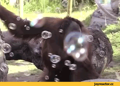 гифки-орангутан-пузырики-2449337.gif
