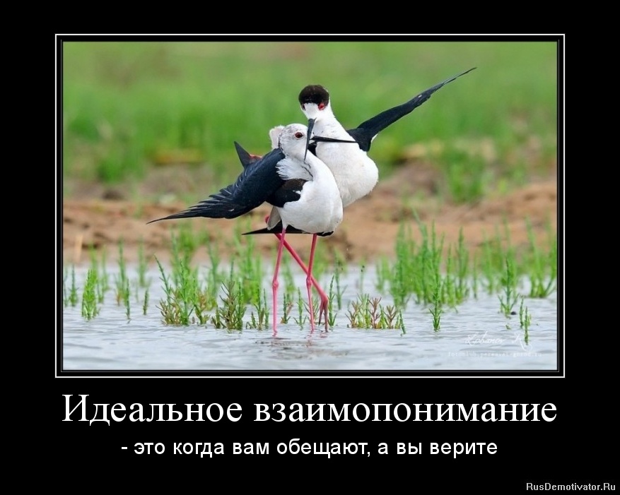 1328279659-idealnoe-vzaimoponimanie.jpg