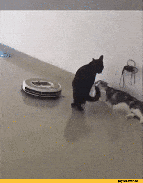 гифки-котэ-пылесос-пендаль-4948068.gif