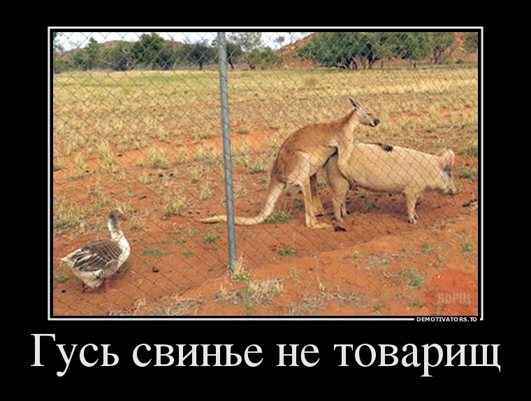 8039042-gus-svine-ne-tovarisch.jpg
