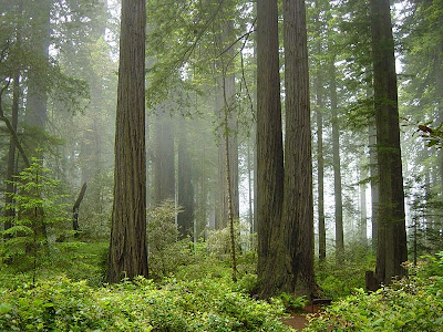 Redwood_trees.jpg