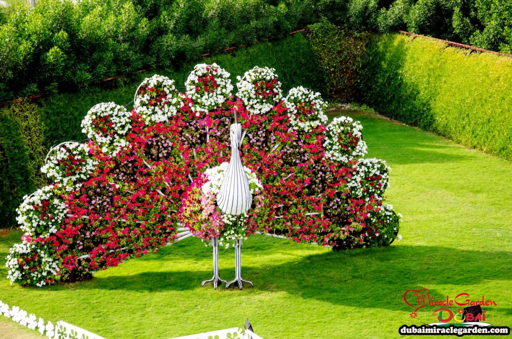 Dubai-Miracle-Garden-27-1024x678.jpg