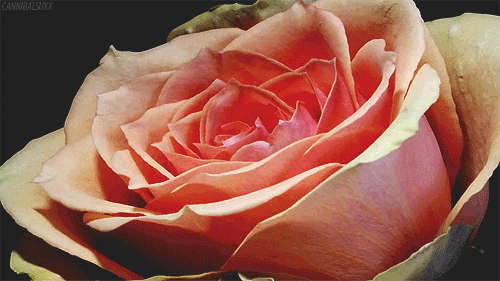 flower-gif-Favim.com-1057949.gif