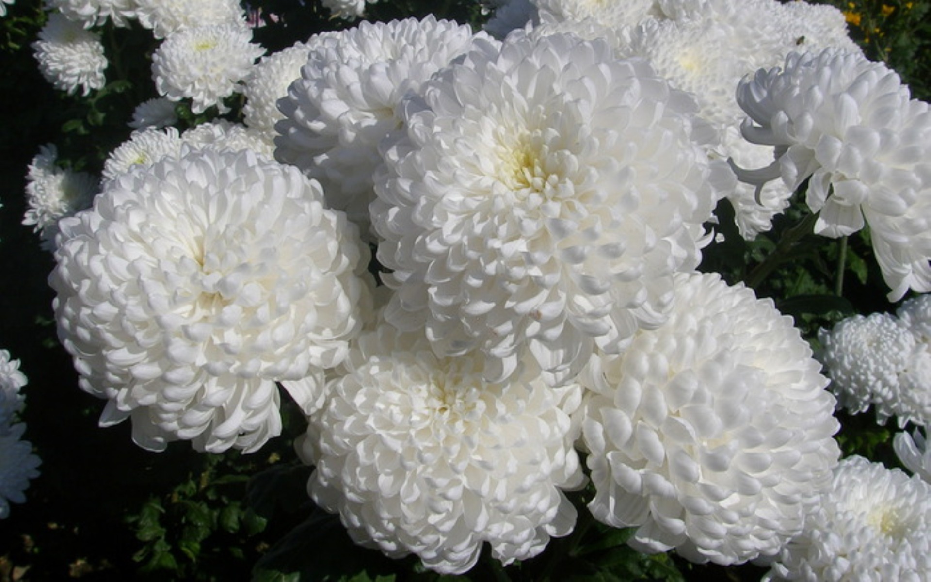 kartinki24_ru_chrysanthemums_09.jpg