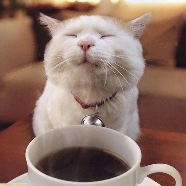 cat_coffee.jpg