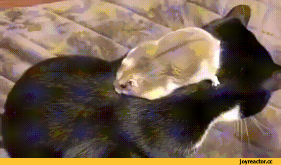 кот-хомяк-живность-гифки-4141408.gif