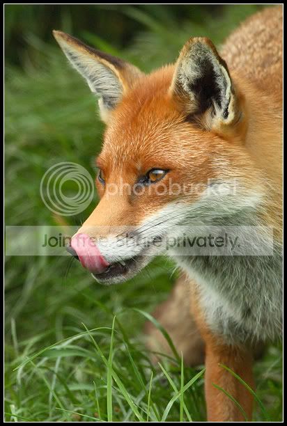 Hungry_Like_The_Fox_by_nitsch.jpg