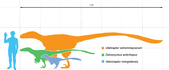 utahraptor-razmer-m.png