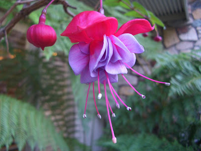 exotic_flower.jpg