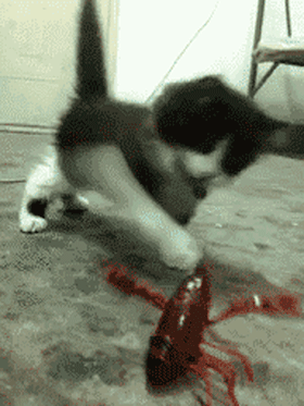 funny_gifs_catsmob_com_02892_001.gif