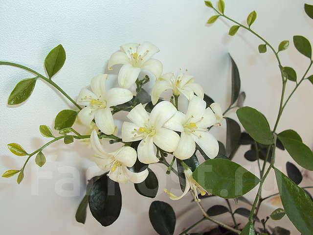 1317166678580_bulletin