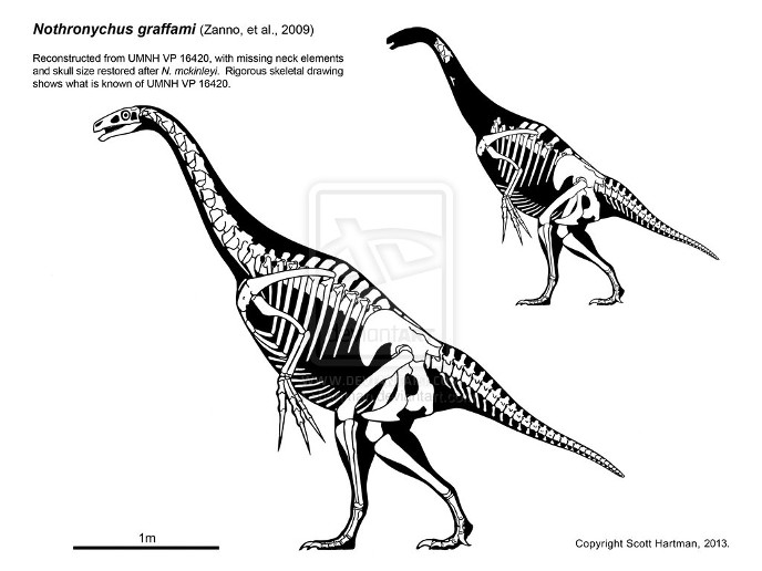 nothronychus-skelet-2-m.jpg