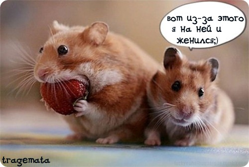 91985640_3085196_71584422_marriedhamster.jpg