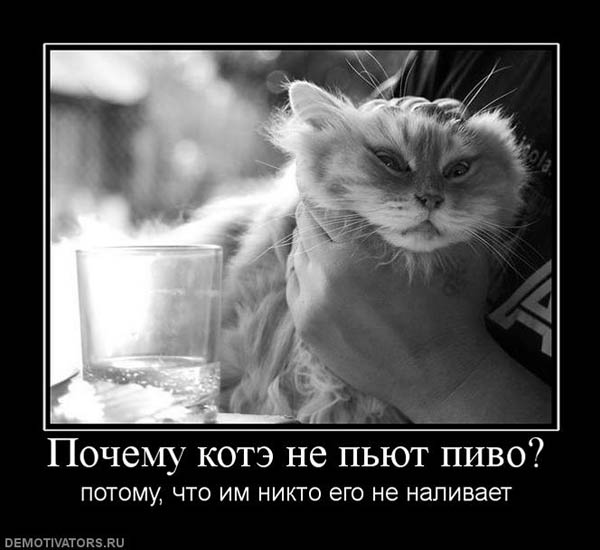 72578_pochemu-kote-ne-pyut-pivo.jpg