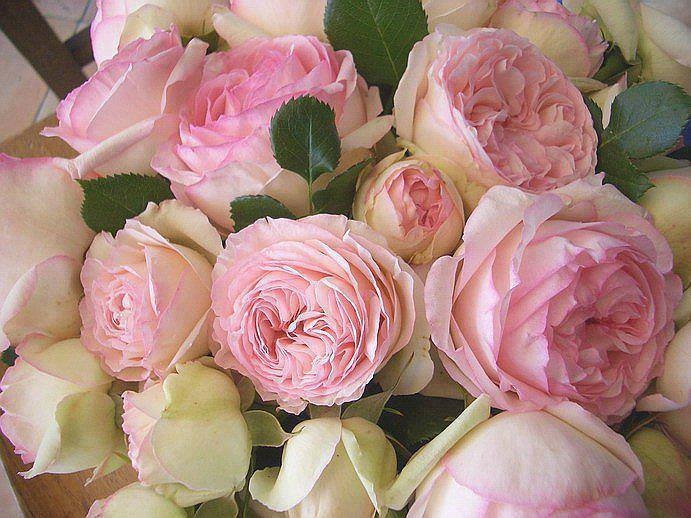 80272-Pink-Cabbage-Roses.jpg
