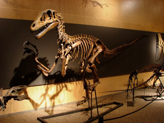 utahraptor-skelet-m.jpg