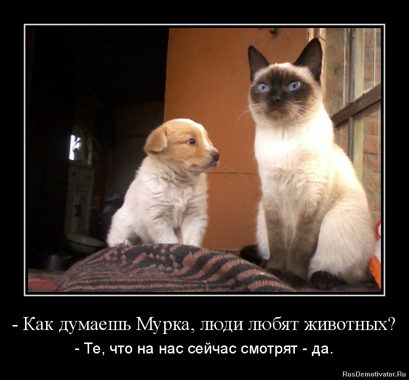 1338563312--kak-dumaesh-murka-lyudi-lyubyat-zhivotnyx.jpg
