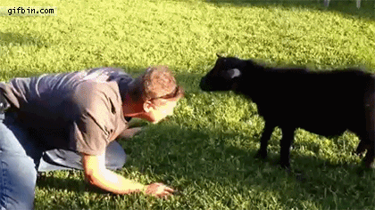 1380127740_goat_headbutt_fail.gif