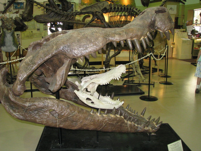 deinosuchus-cherep-m.jpg