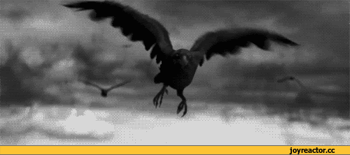 гифки-ворон-вороны-красиво-675558.gif