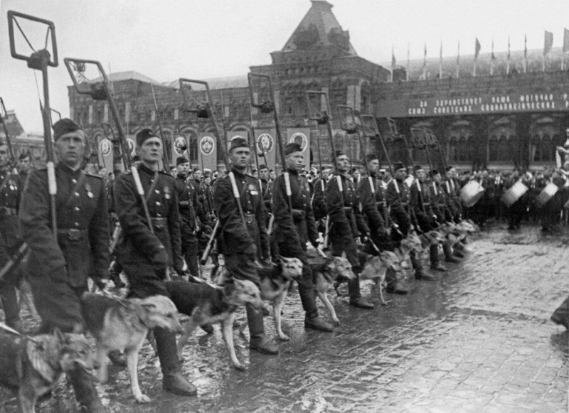 sobaki_na_parade_pobedy__1945_god.ppiwz_-800x581.jpg