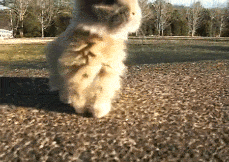 animals-cute-dance-gif-Favim.com-2939459.gif
