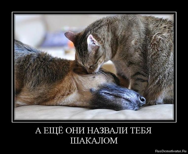 1311611972_demotivator_78.jpg