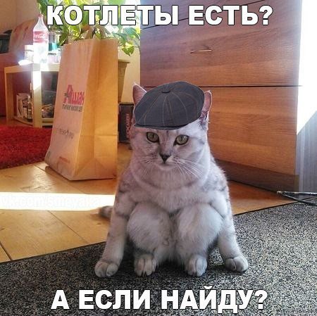 1462677893_kotoprikoly-svezhie-18_xaxa-net.ru.jpg