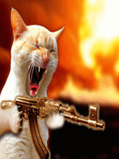 humor_crazy_cat.gif