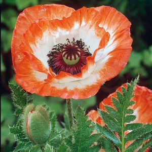 papaver-picotee-1rc_enl2.jpg
