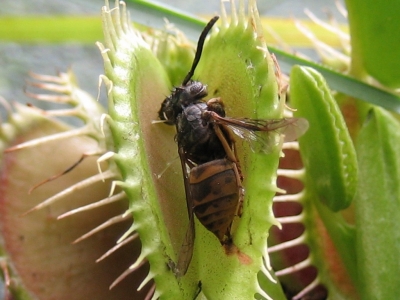 thumb_lowcost2.ru_2014.12.06-02.48.52_683506_venerina_muholovka_venus_flytrap2.jpg