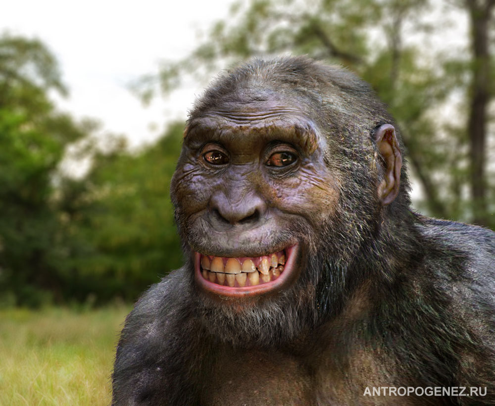 Australopithecus_afarensis3.jpg