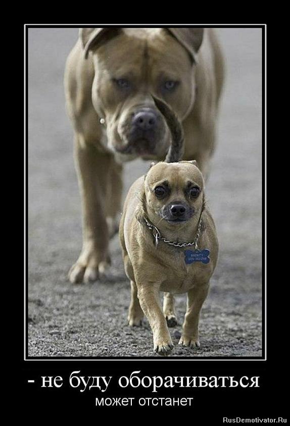 1300457116_120357_-ne-budu-oborachivatsya.jpg