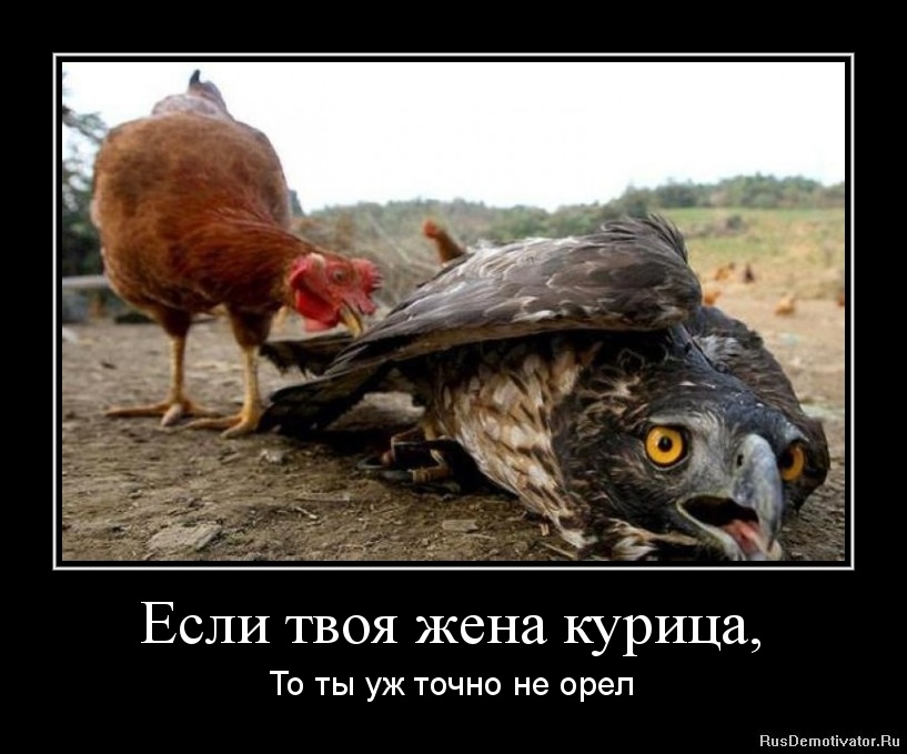 1360248678-esli-tvoya-zhena-kurica.jpg