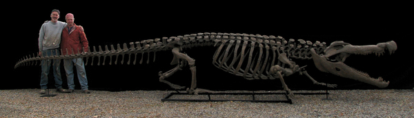 deinosuchus-skelet.jpg