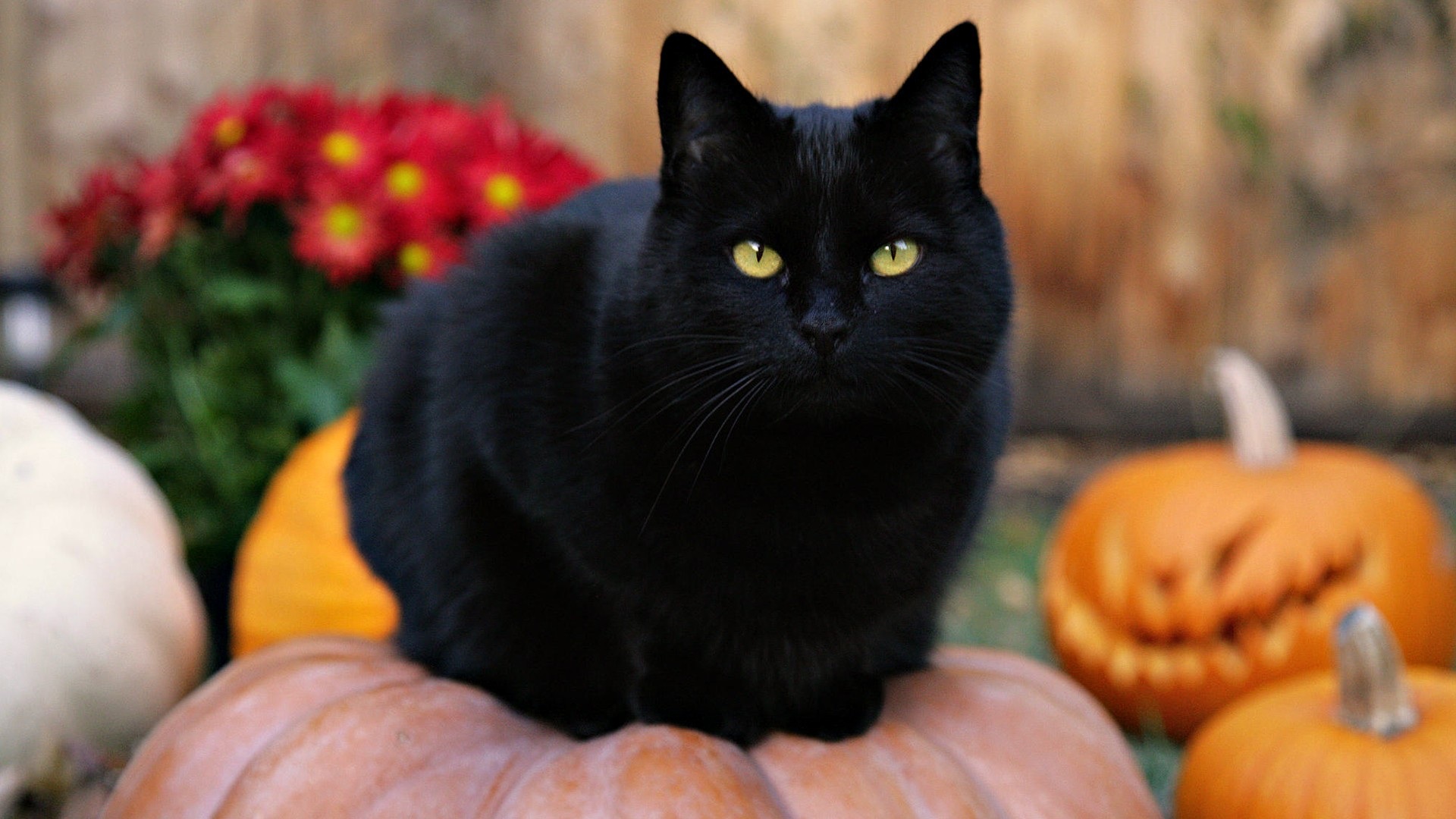 Animals___Cats_Black_cat_on_a_pumpkin_044861_.jpg