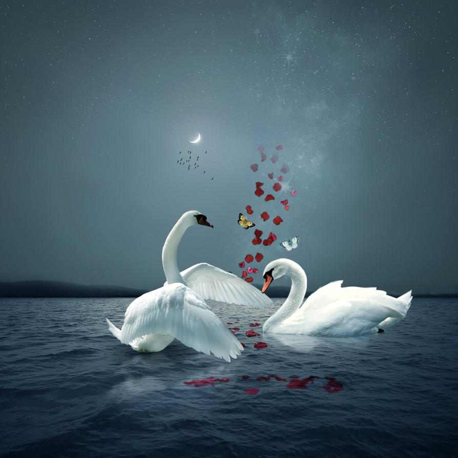 Счастье и верность. Любовь и лебеди. Пара лебедей. Красивые лебеди. Влюбленные лебеди.